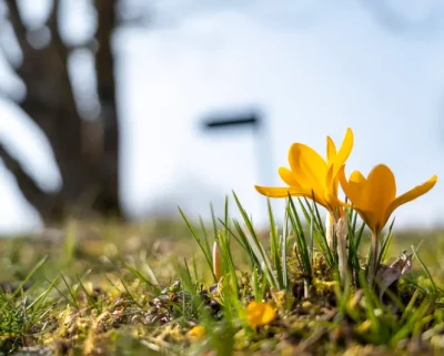 Krokusse wachsen aus dem Boden im Frühling auf dem Golfplatz